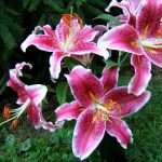 Лилии - посадка и уход за императорскими цветами