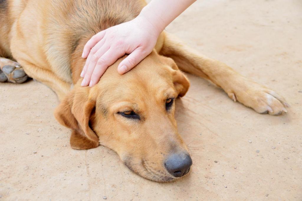 симптомы заболевания печени у собак