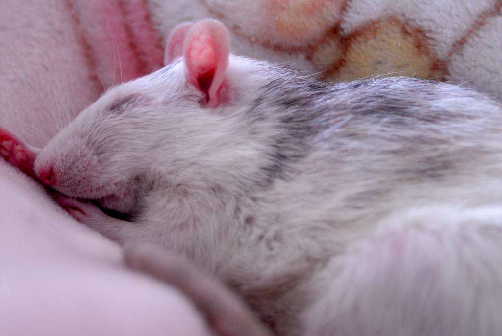 респираторный микоплазмоз крыс и мышей