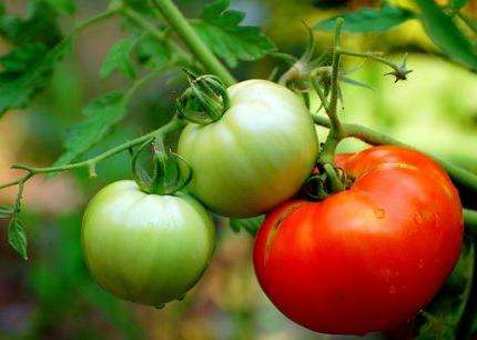 схема посадки помидоров в теплице