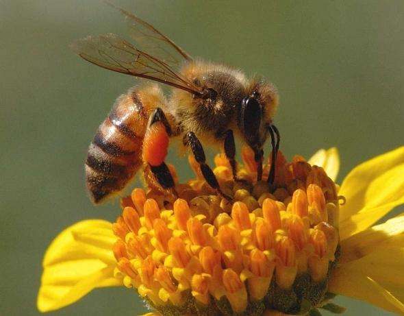 помощь при укусе пчелы