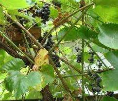 удобрения для винограда