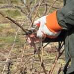 Советы огородникам и садоводам: как обрезать виноград весной