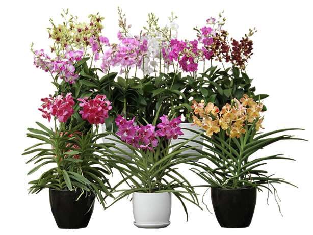 красавицы орхидеи