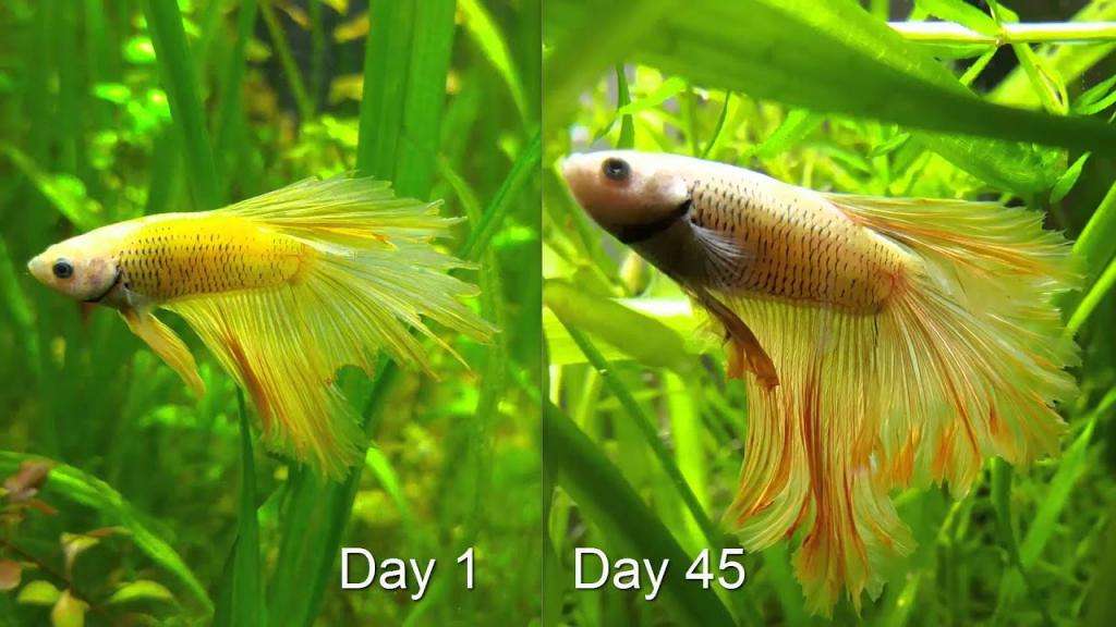 Рыбка петушок до и после лечения