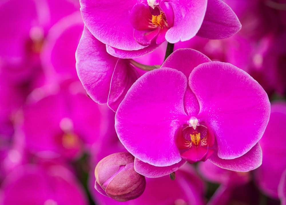 орхидея домашняя