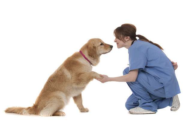 Лечение ревматоидного артрита у собак