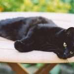 Терминальная стадия ХПН у кошек: признаки, лечение и продолжительность жизни