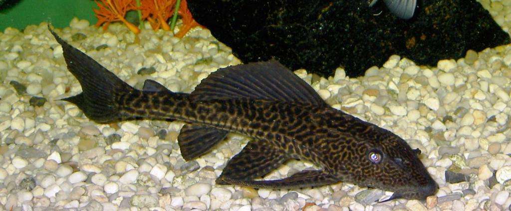 Рыба - присоска глиптоперихт