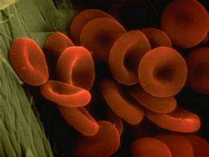 норма гемоглобина в крови у женщин