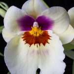 Орхидея мильтония: уход в домашних условиях, фото