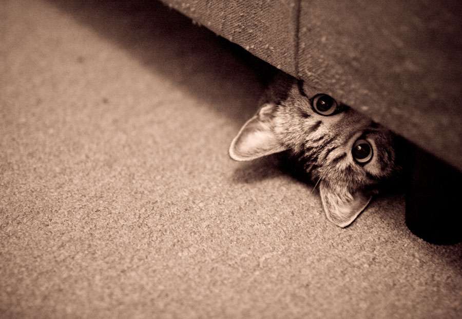 кот под диваном