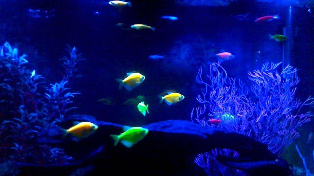 Светящиеся аквариумные рыбы