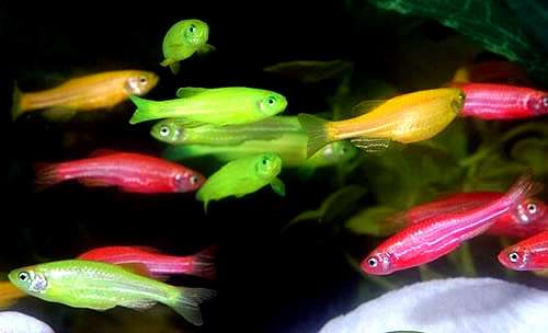 Разноцветные данио GloFish