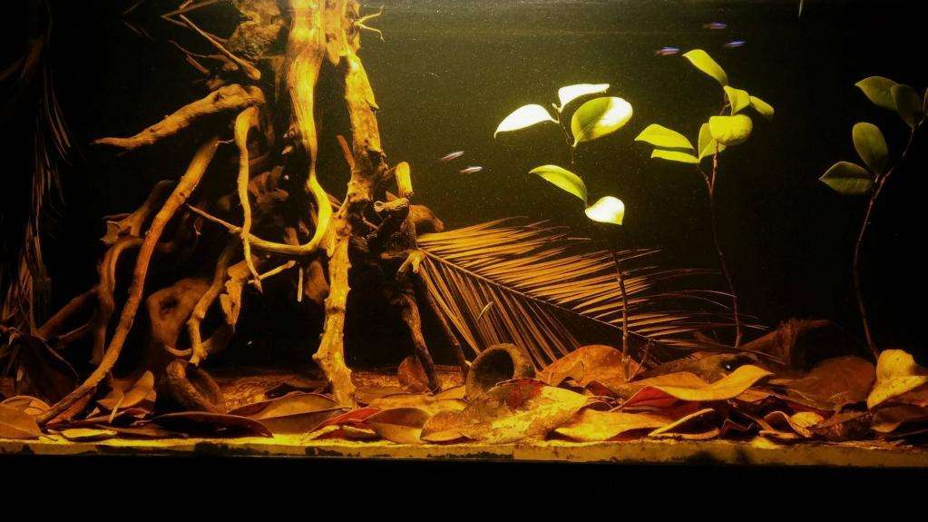Тропический биотип в аквариуме