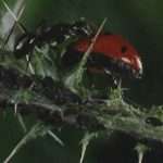 Борьба с садовыми муравьями - дело чести любого садовода