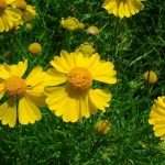 Садовый цветок гелениум – посадка и уход