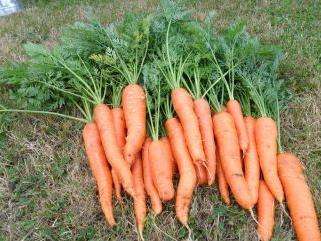подготовка семян моркови к посеву