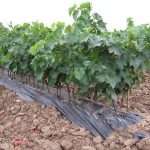 Виноград в Подмосковье: выращивание с лучшим результатом