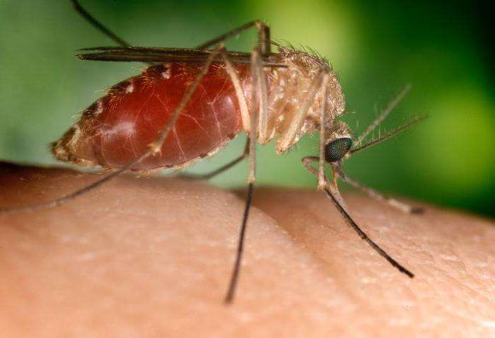 почему комаринные укусы чешутся