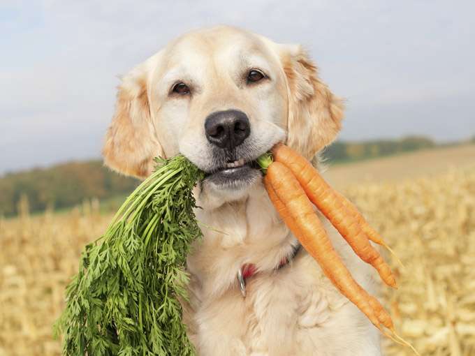 собака с морковью