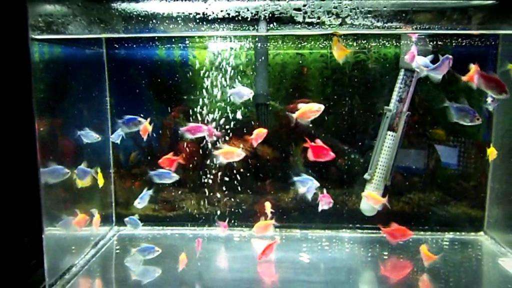 Аквариум с рыбками GloFish