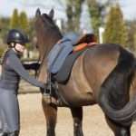 Строение седла и уздечки для лошади: виды и особенности