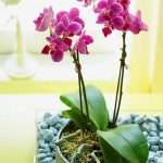Правильный уход за орхидеями в домашних условиях: особенности и рекомендации