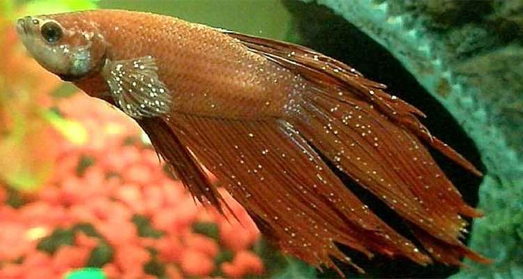 Рыбка петушок, пораженная ихтиофтириозом