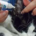 Заболевания ушей у кошек: виды болезней, симптомы, причины и лечение