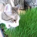 Как вырастить траву для кошек: семена, технология и оборудование