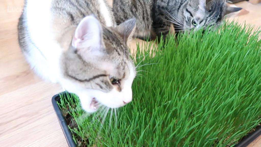 Какие травы любят кошки