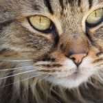 Черные точки на сосках у кошки: причины появления