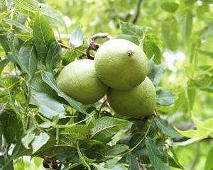 Зеленый грецкий орех полезные свойства