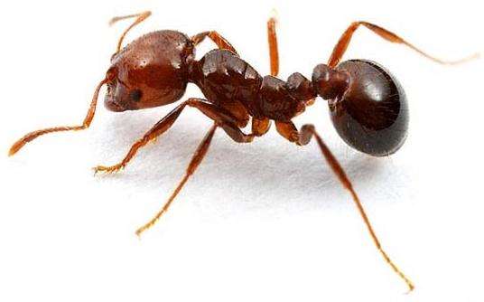 уничтожение домашних муравьев