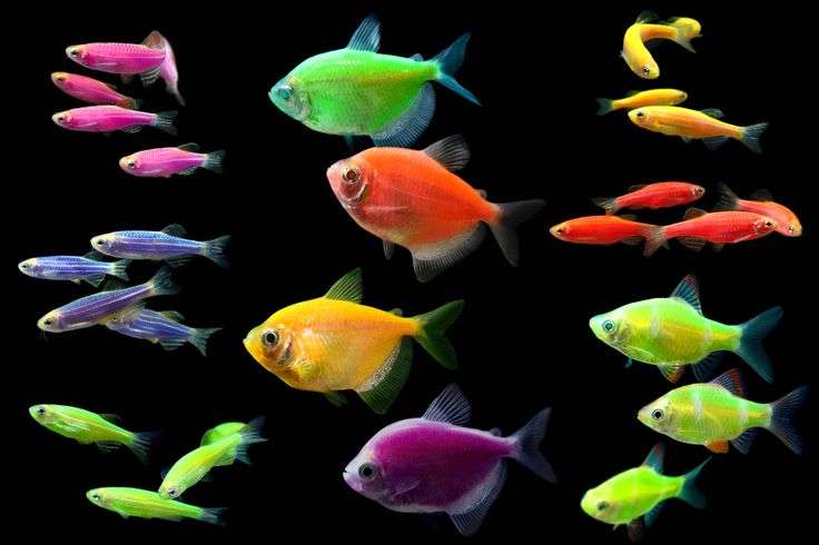 Разновидности рыбок GloFish