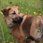 Порода собак чинук: описание, характеристики, содержание и уход