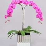 Таинственная орхидея: выращивание в домашних условиях
