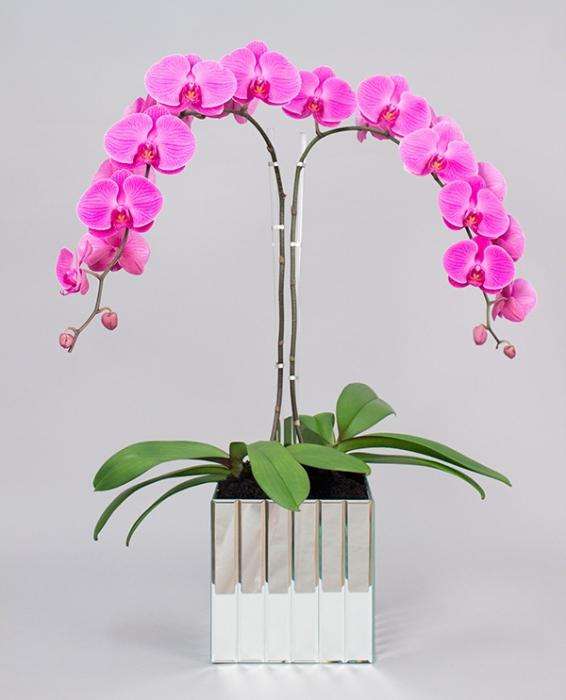 орхидея выращивание в домашних условиях
