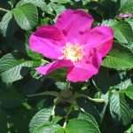 Роза морщинистая: описание, посадка и уход, размножение