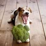 Какие овощи можно собаке: особенности рациона, советы ветеринаров