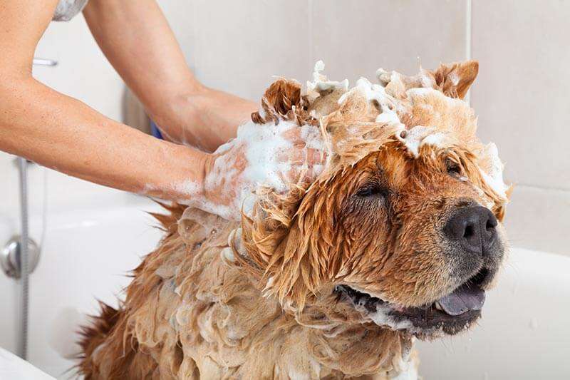 большого пса моют в ванне