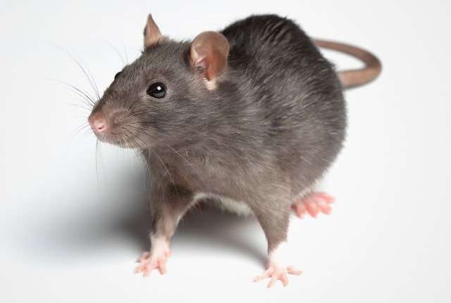 респираторный микоплазмоз крыс