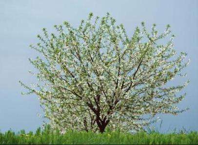 можно ли опрыскивать деревья во время цветения