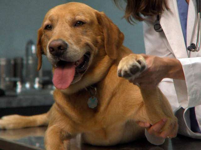Лечение артрита у собак крупных пород