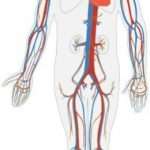 Круги кровообращения человека: структура и роль в организме