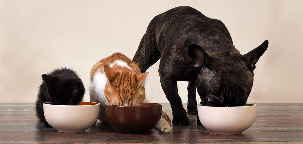 кошки и собака питаются