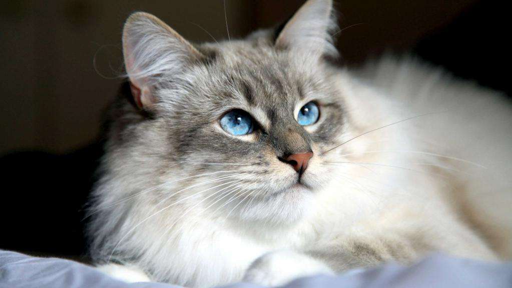 сибирский кот описание породы и характер