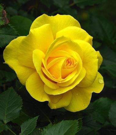 роза желтая фото