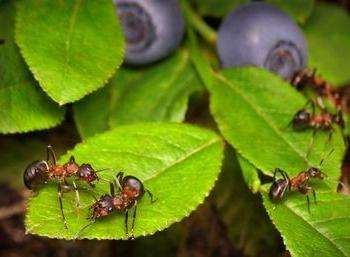 садовые муравьи борьба с ними